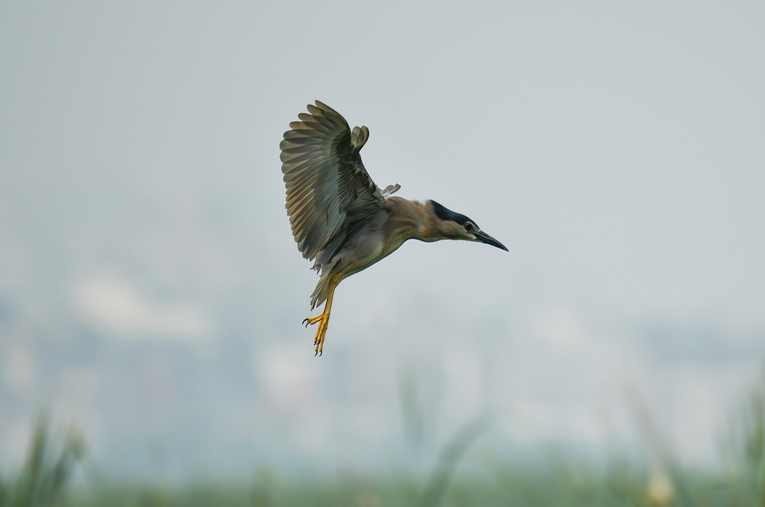 Birds